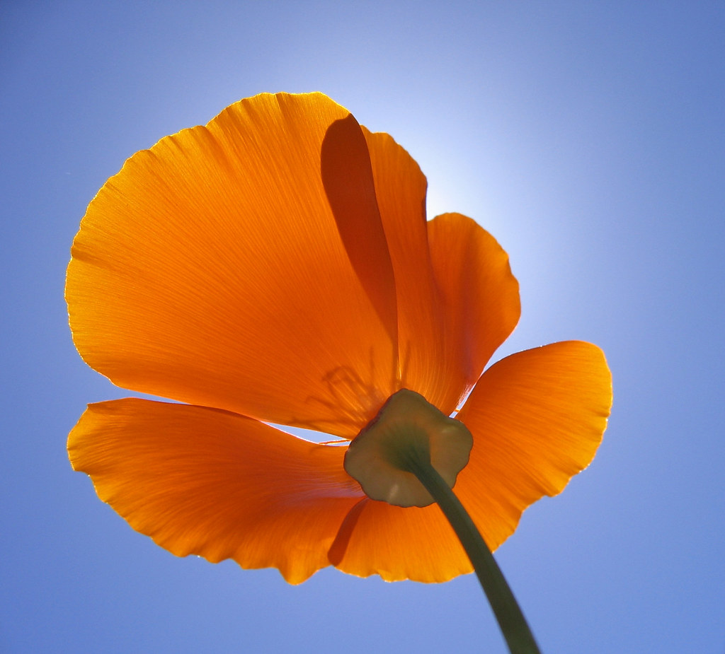 Back to Flowers TPorter2 Flipboard