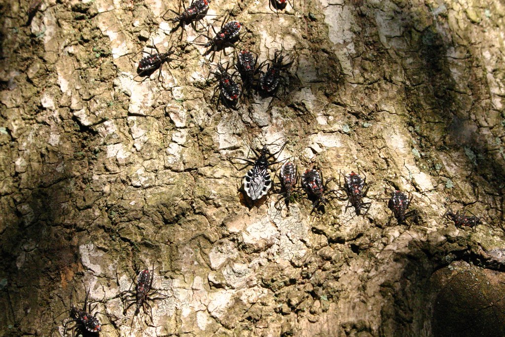 Weird Bugs I found these weird bugs on my favorite tree. D… Flickr