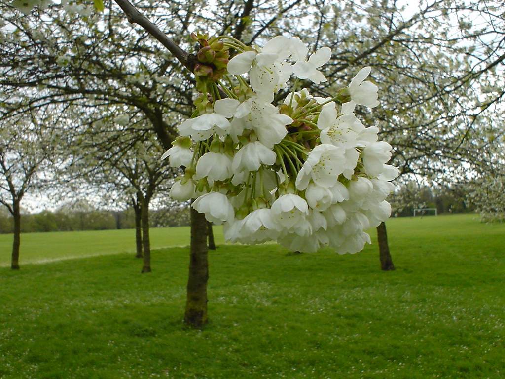 Beckenham Place Park Spring blossom on the Green Chain Wal… diamond