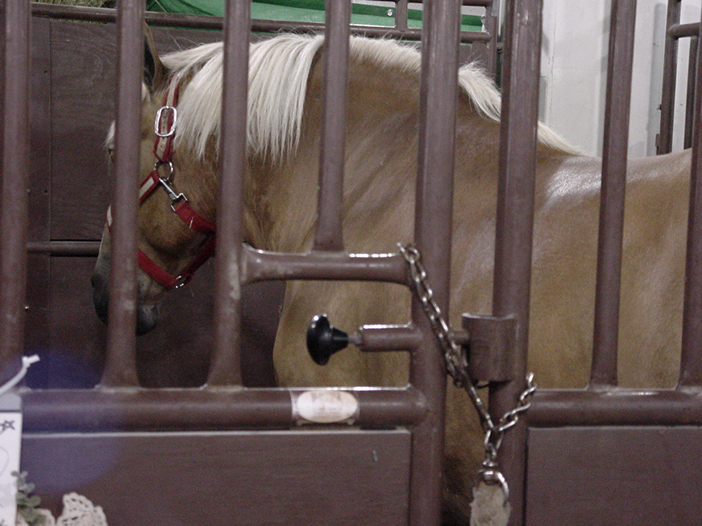 Locked Up This horse was getting annoyed with all the vist… Flickr