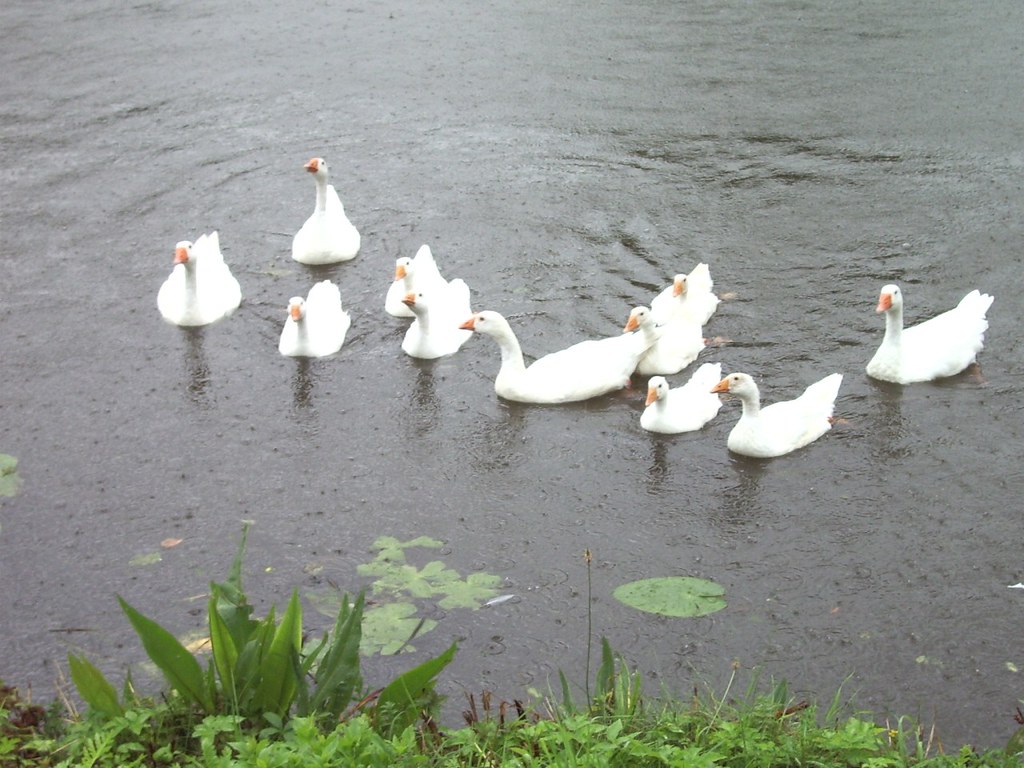 geese in the rain hinderik Flickr