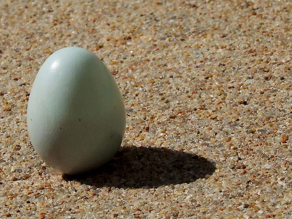 The Upright Egg I found this bird's egg in the middle of m… Flickr