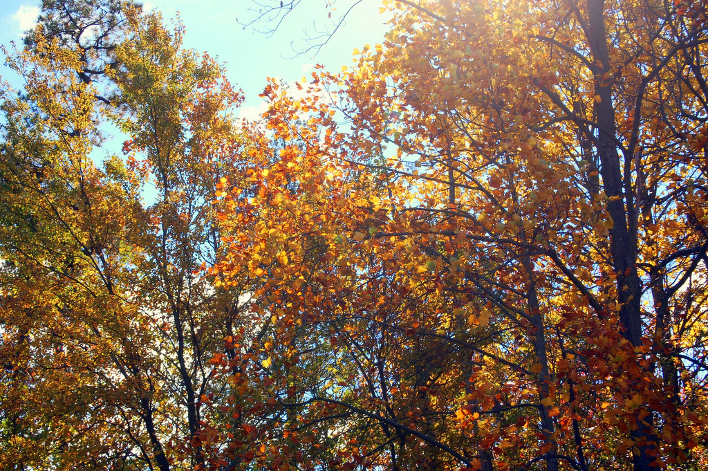 sun Hammonton Lake Park, Atlantic County, NJ ♥moorz84♥ Flickr