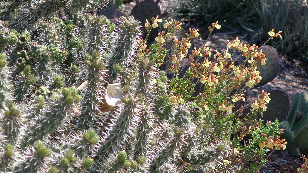 180323 037 Waterwise Botanicals Nursery, Bonsall CA Cyli… Flickr