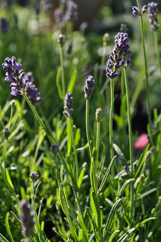 Lavender 'Thumbelina Leigh' Lavender 'Thumbelina Leigh'. T… Flickr