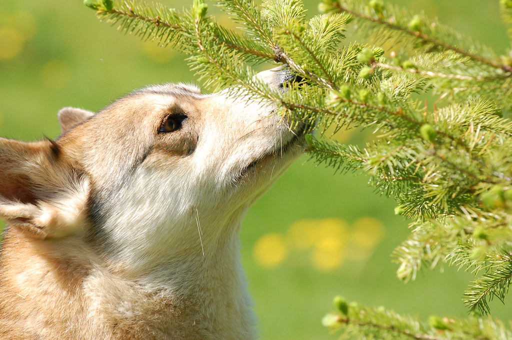 The Smell of Evergreen Review Juno's adoption profile at … Flickr