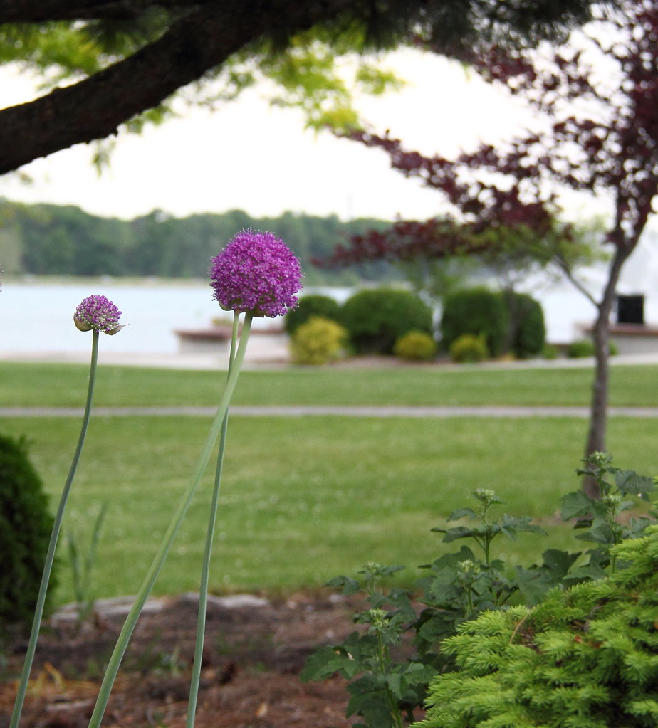 Coventry Gardens 5262012 Geedoed one click at a time! Flickr