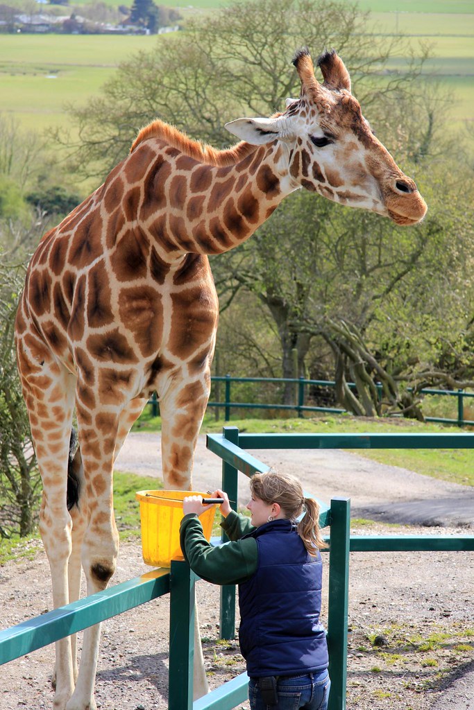 Port Lympne Wildlife Park 17042012 Nestled in 600 acres … Flickr