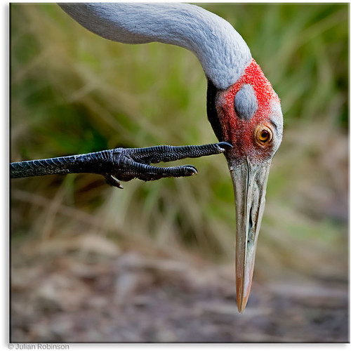 Brolga The female Brolga at Tidbinbilla scratching her chi… Flickr