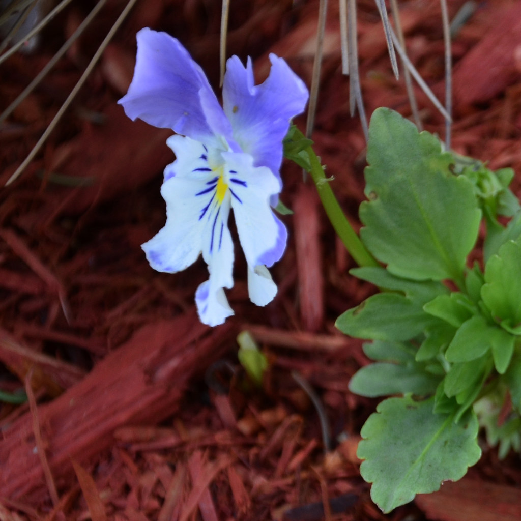 Perennial Pansies Photo Neddal Ayad Gardening is a tradit… Flickr