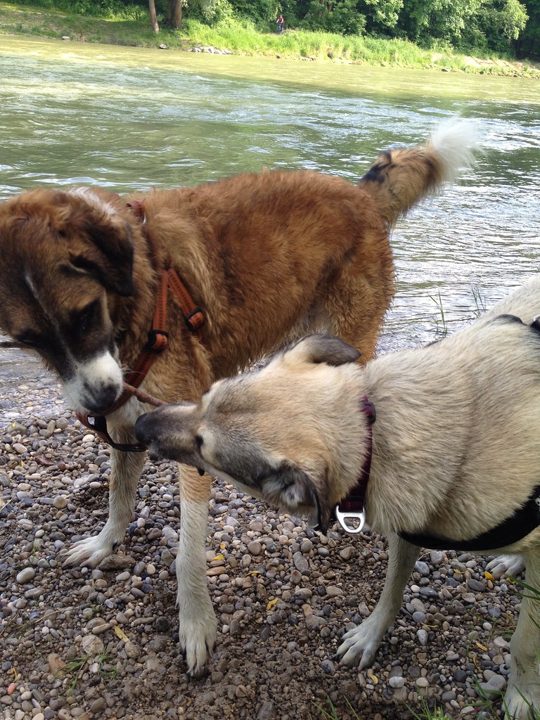 München dog walking English Garden on the banks of the I