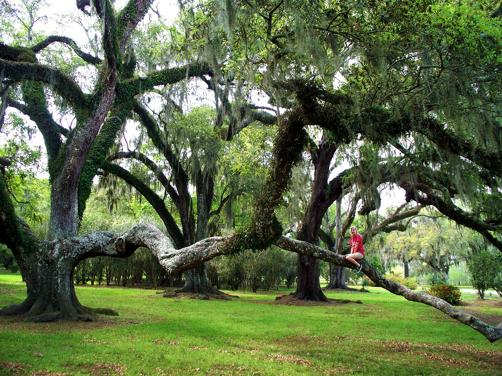 Smallest among the Trees Dion Nelson Flickr
