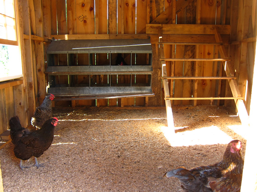 Inside the Chicken Coop As built by campers and staff in s… Flickr
