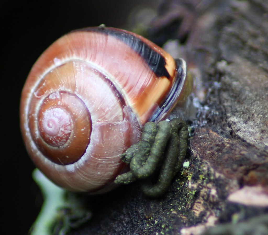 Close Up Snail Poop