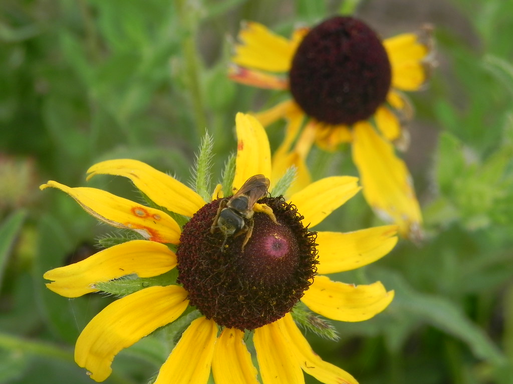 BlackEyed Susans Blackeyed Susans grow well locally and … Flickr