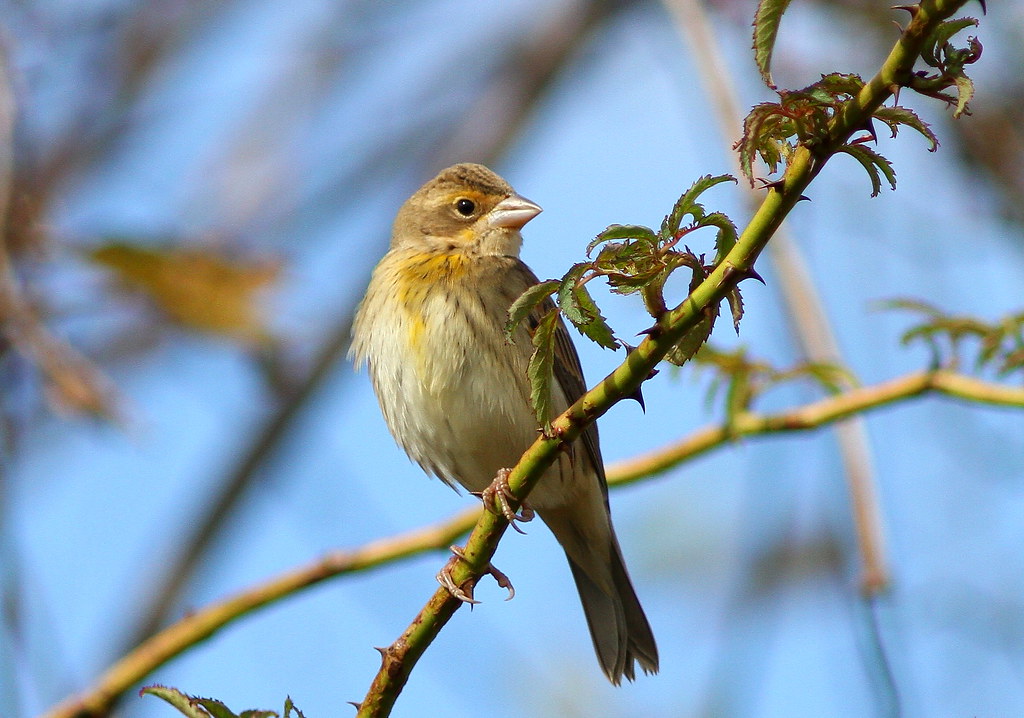 Dickcissel juvenile, Cold Brook Preserve 102111 I was pi… Flickr