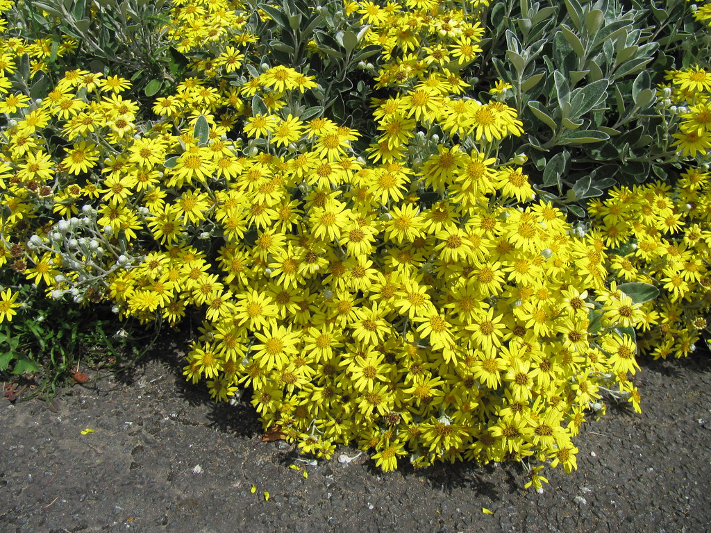 Brachyglottis 'Sunshine' Elm Avenue, East Preston. Flickr