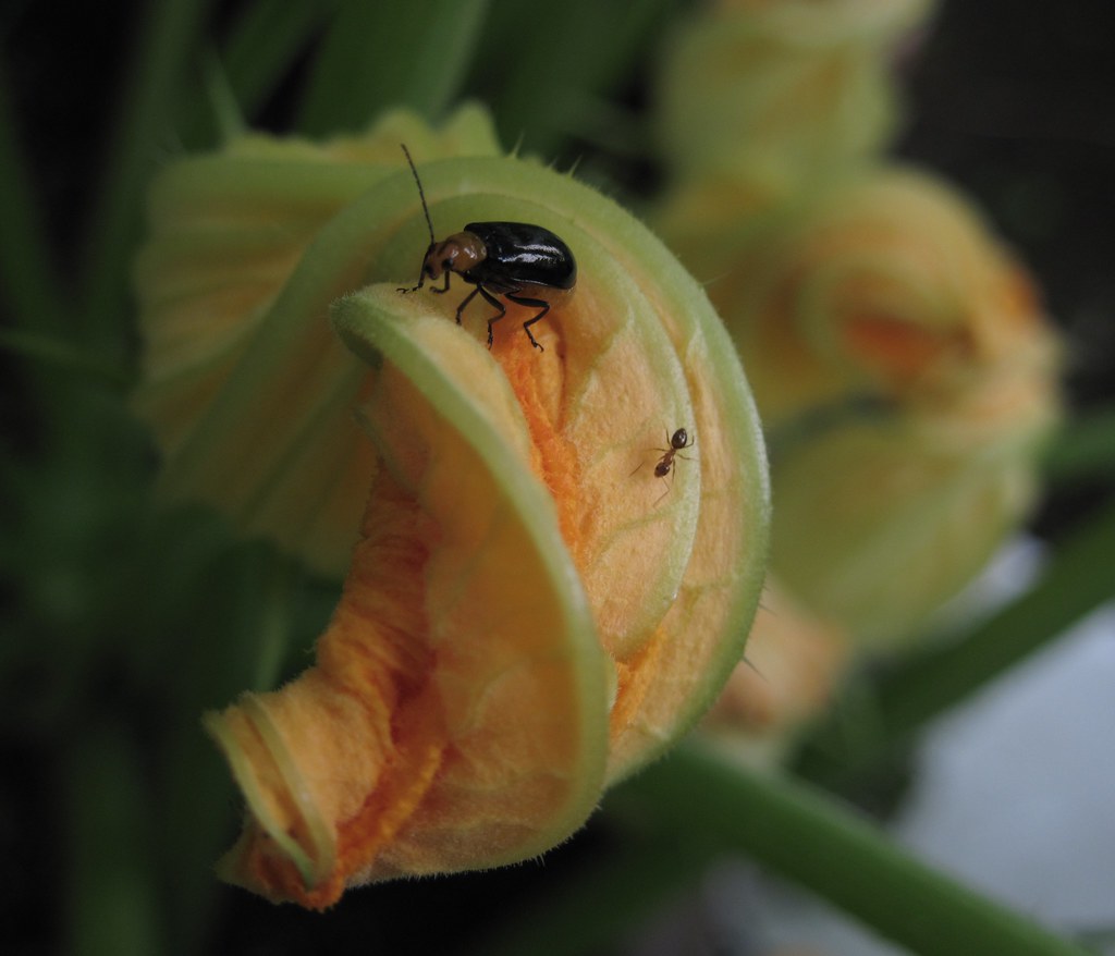 flower of zucchini with a beetle and an ant. sogni_hal Flickr
