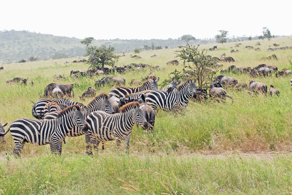 Eastern Serengeti_2012 05 31_2933 The plains zebra (Equus … Flickr