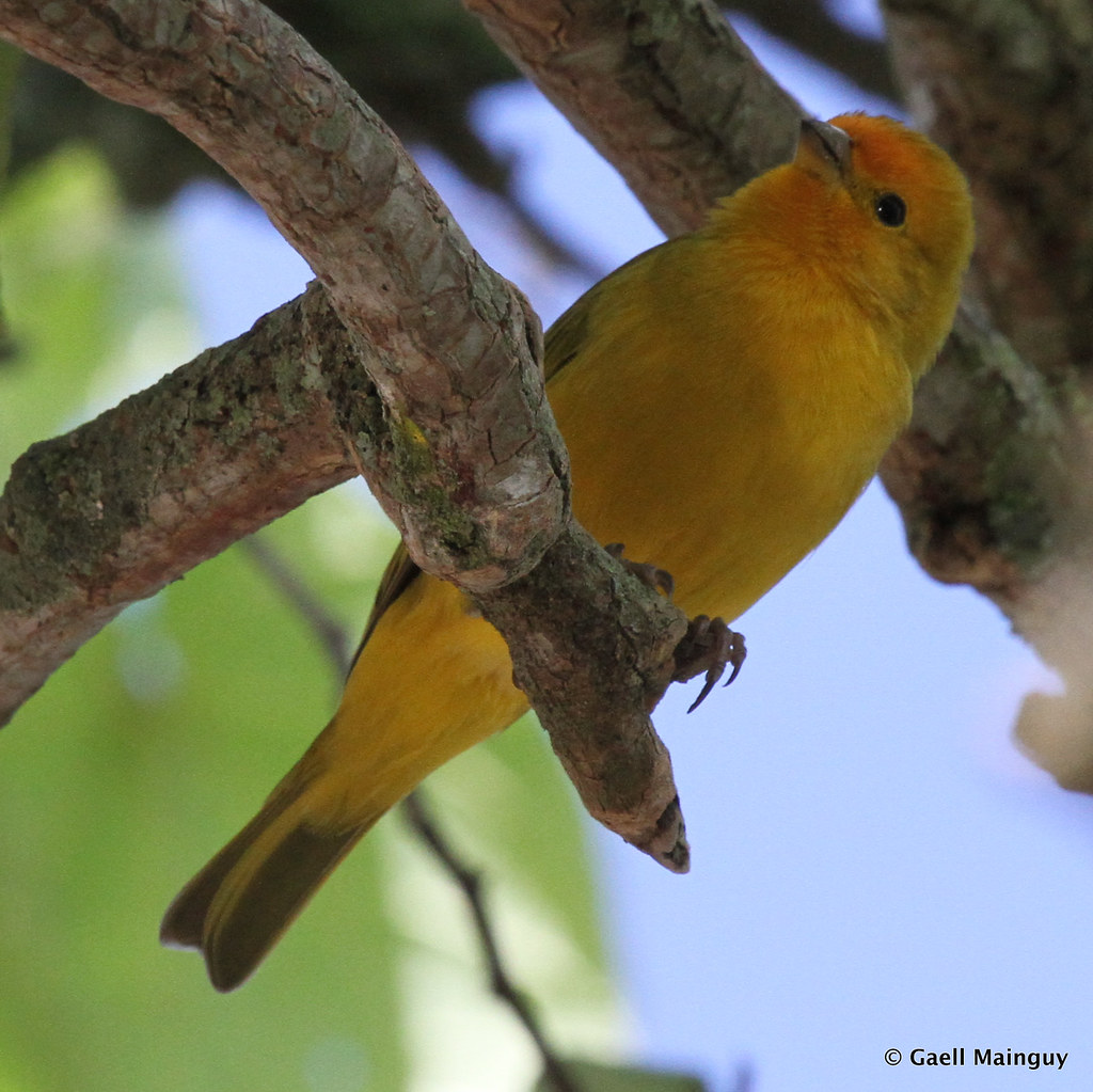 Saffron Finch Saffron Finch (Sicalis flaveola) More pictur… Flickr