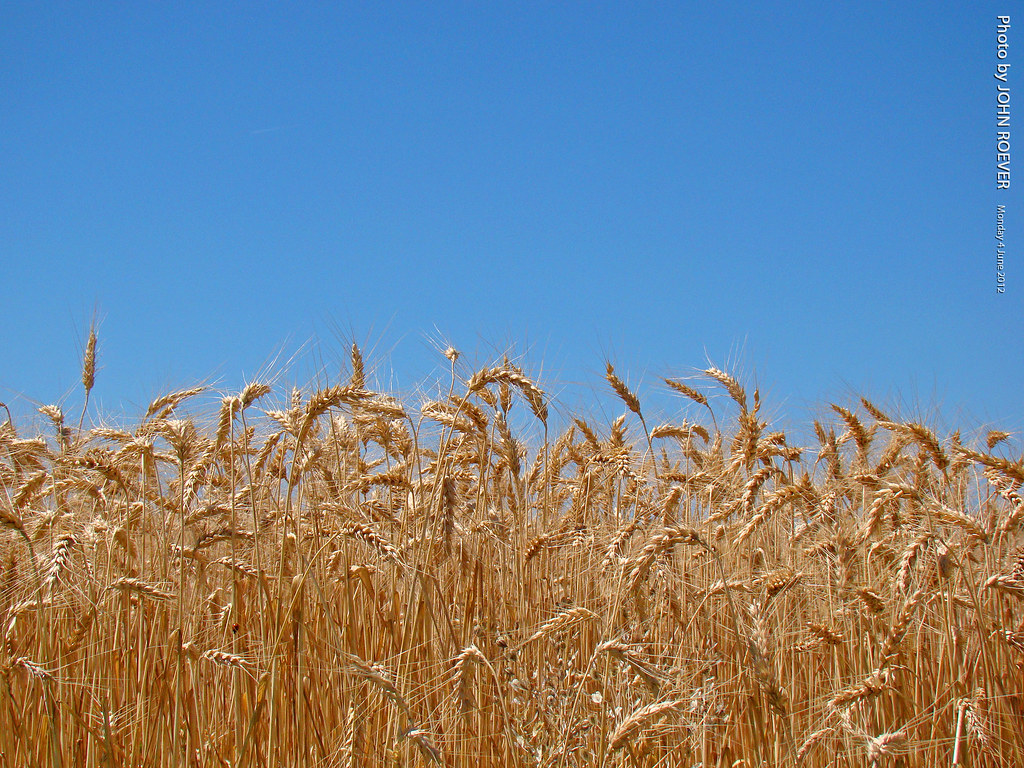 Elevation of Bridgewood, Leawood, KS, USA Topographic Map Altitude Map