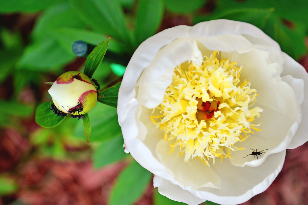 Our peony and their ants 2012 The ants help the beautiful … Flickr