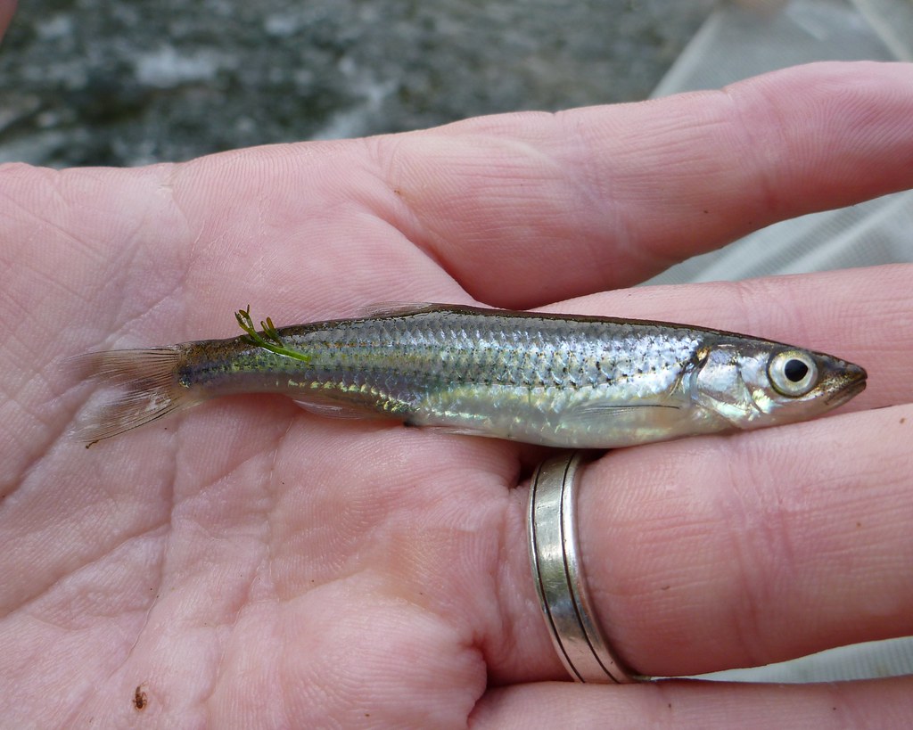 Rosyface shiner Notropis rubellus; Deer Creek, Susquehanna… Flickr