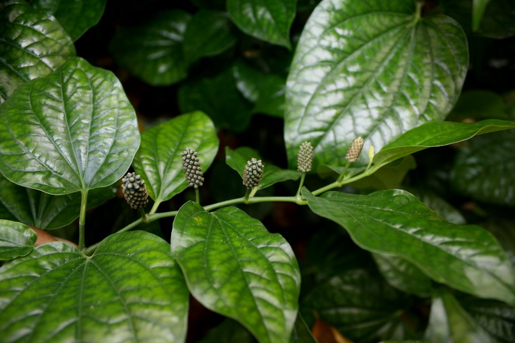 Daun Kaduk English Name / Ia berwarna hijau gelap apabila
