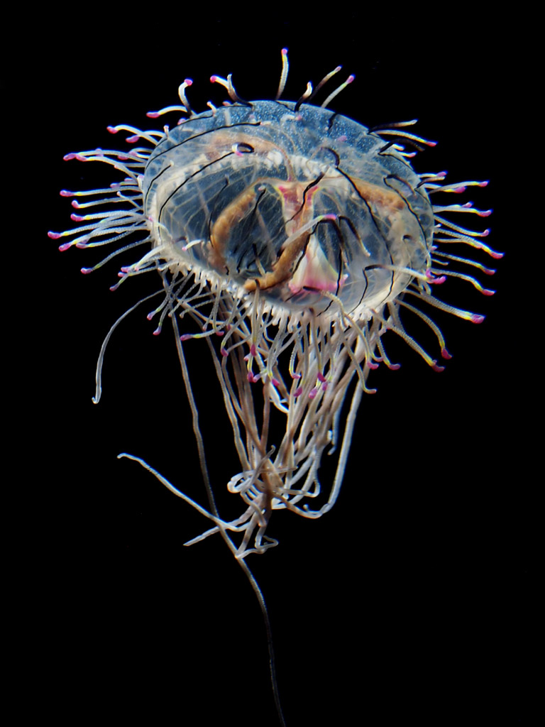 Flower Hat Jellies Some of the most beautiful jellies are