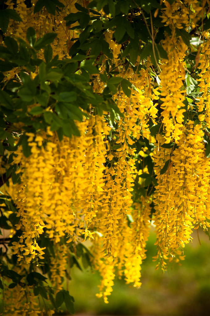 golden chain tree Red Butte Garden; Salt Lake City, Utah