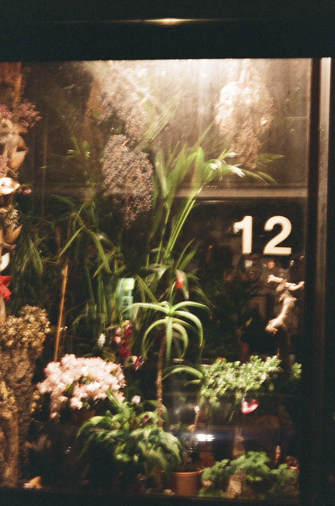 Munich, Germany. Flowers, June 2012.  • Blog • Etsy • … Flickr