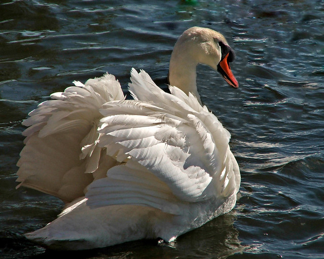 David Standley Flickr