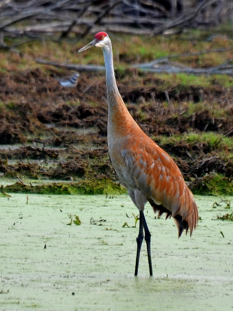 Sandhill Crane Woodstock, IL CheepShot Flickr