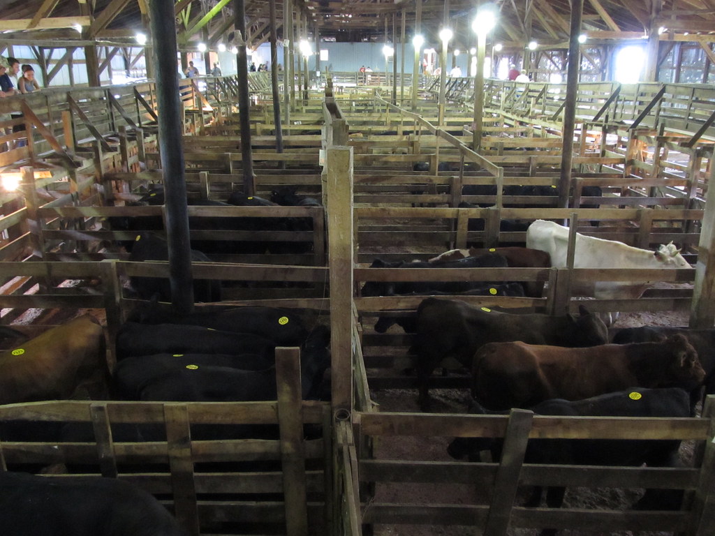 Livestock pens Pennsylvania Livestock Auction. Waynesburg,… US Rt