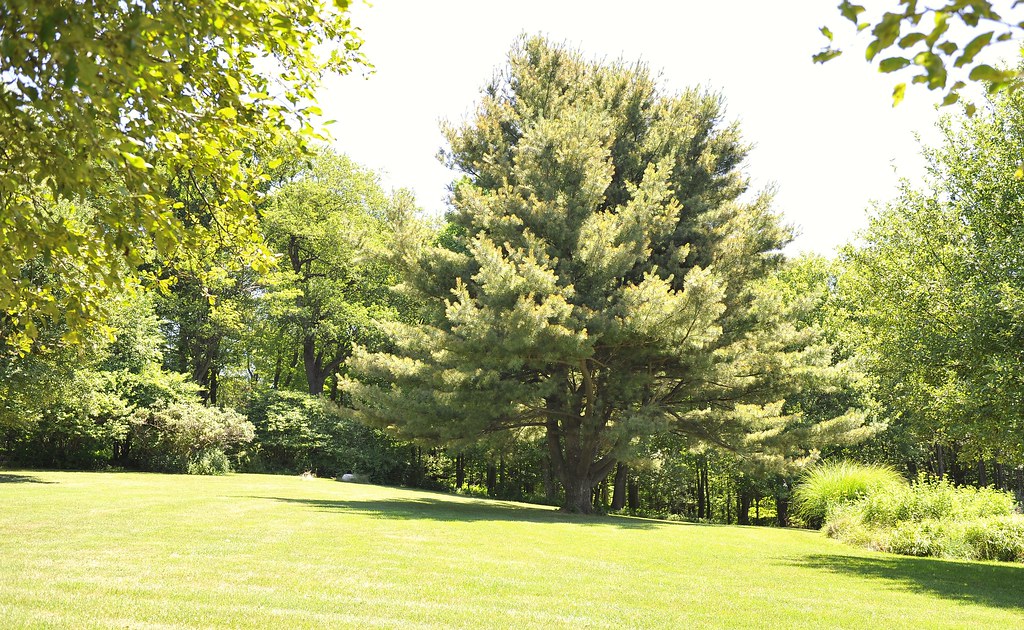 542 Laporte Avenue Eagles Mere PA E. ViewTree This is t… Flickr