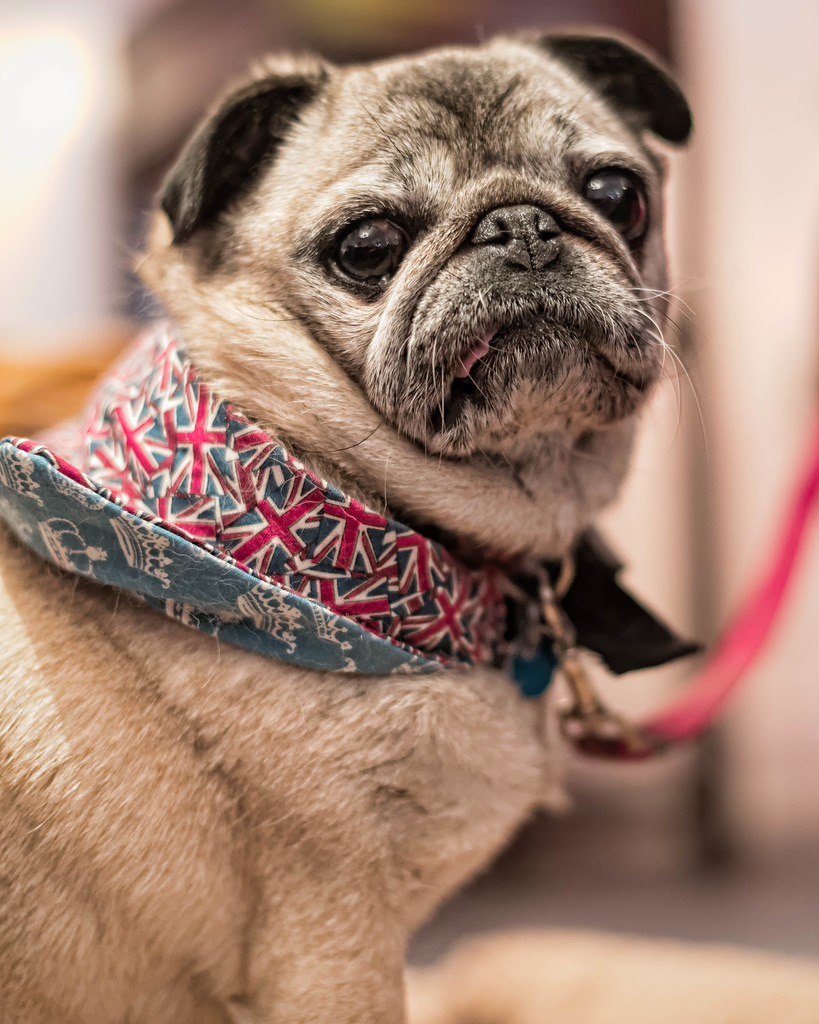 Jubilee! Pug, with bandana Alex Brown Flickr