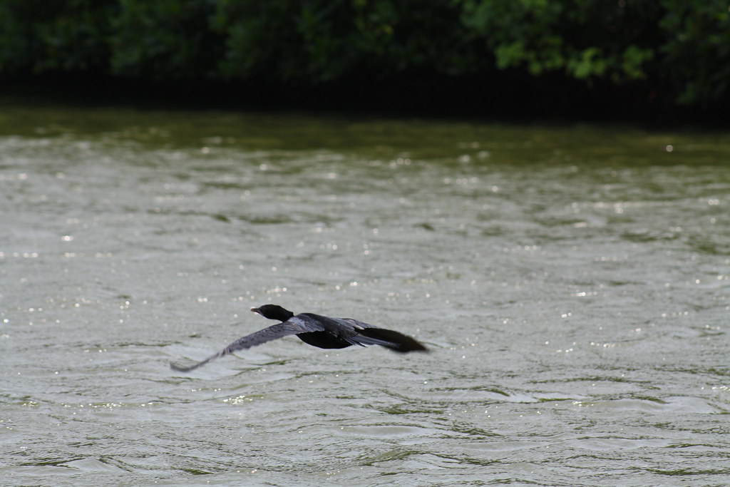 Cormorant skims the water A cormorant skims the water look… Flickr