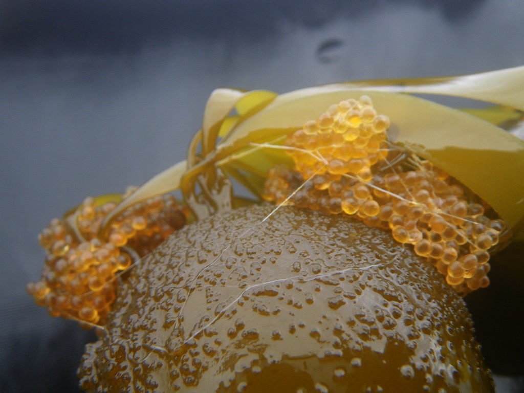 IMGD_20120625_011 Herring roe on Bull Kelp muratGu Flickr