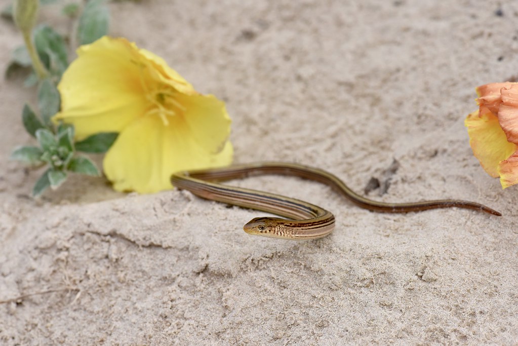 Western Slender Glass Lizard (Ophisaurus attenuatus attenu… Flickr