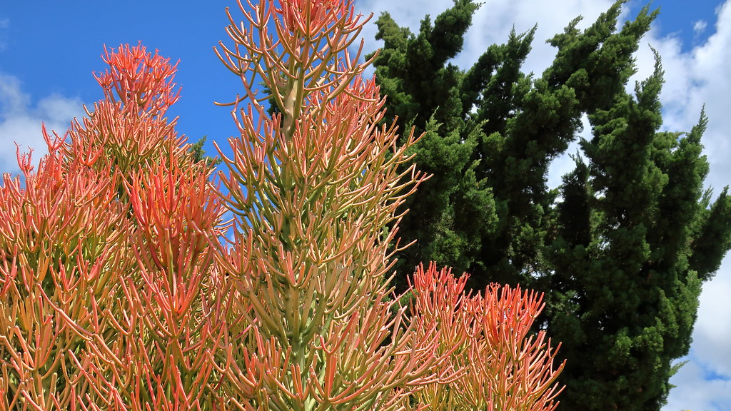 180323 026 Waterwise Botanicals Nursery, Bonsall CA Euph… Flickr