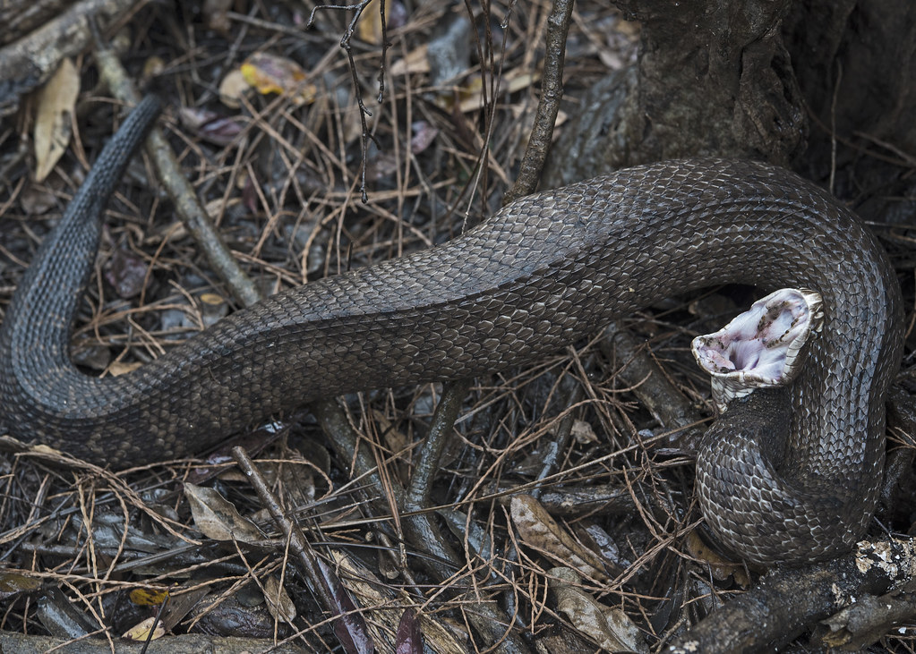 Cottonmouth in Defensive Posture Cottonmouth Agkistrodon … Flickr