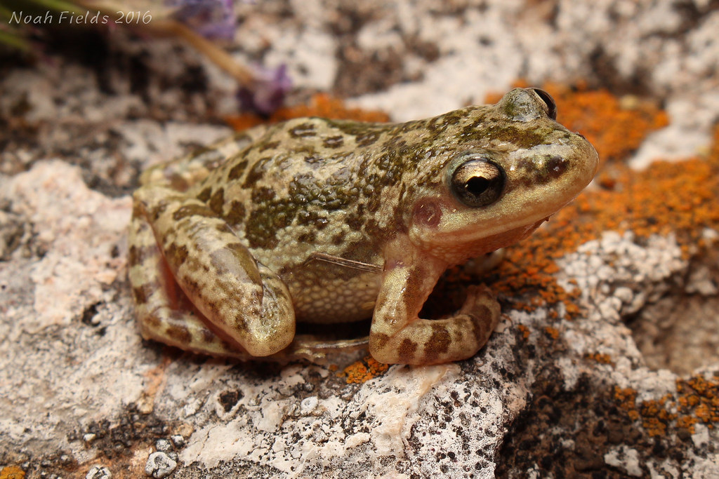 Spotted Chorus Frog (Pseudacris clarkii) Flickr