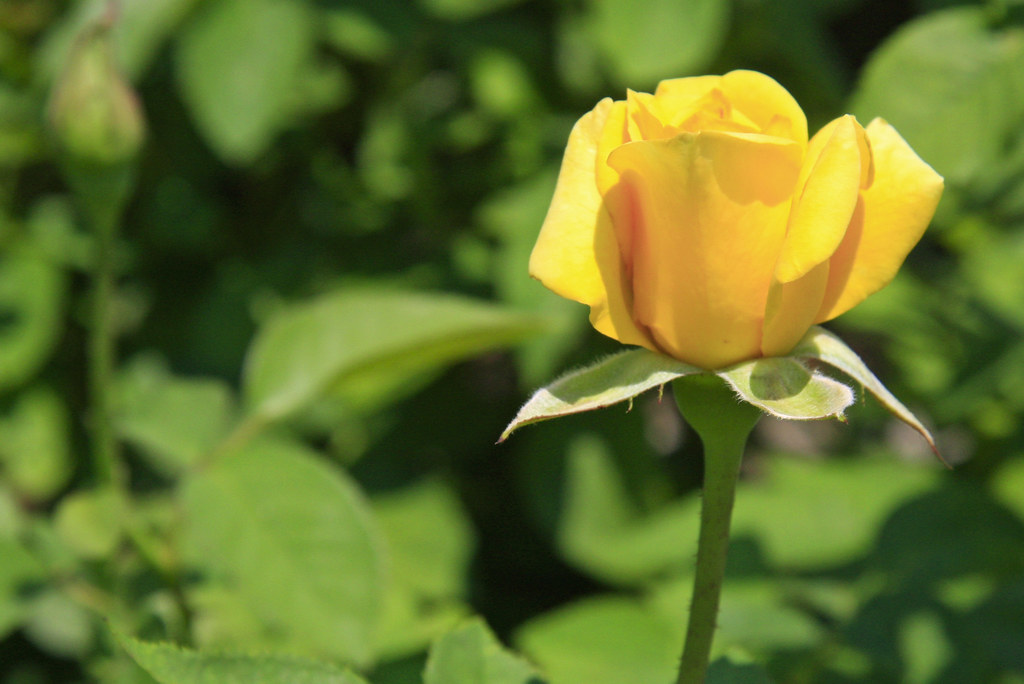 Yellow Rose Botanical Gardens, San Antonio, TX, USA Evelyn Curry