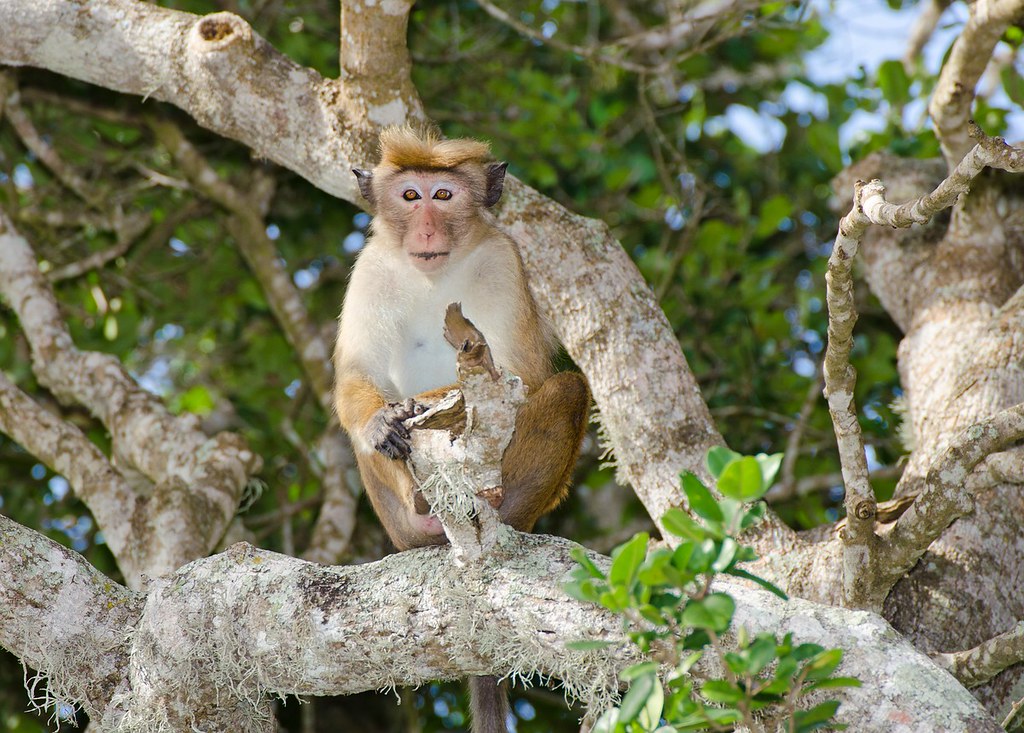 Ceylon HutAffe Rainer / Stefanie Lott Flickr