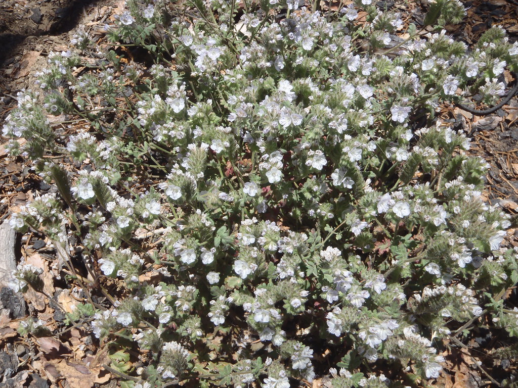 Phacelia spp. Densely matted, blue pollen, dense trichomes… Flickr
