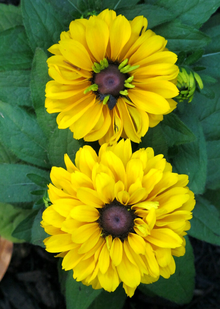 Kentlands, Spring Flowers IMG_1562 Photowalking in Kentlan… Flickr