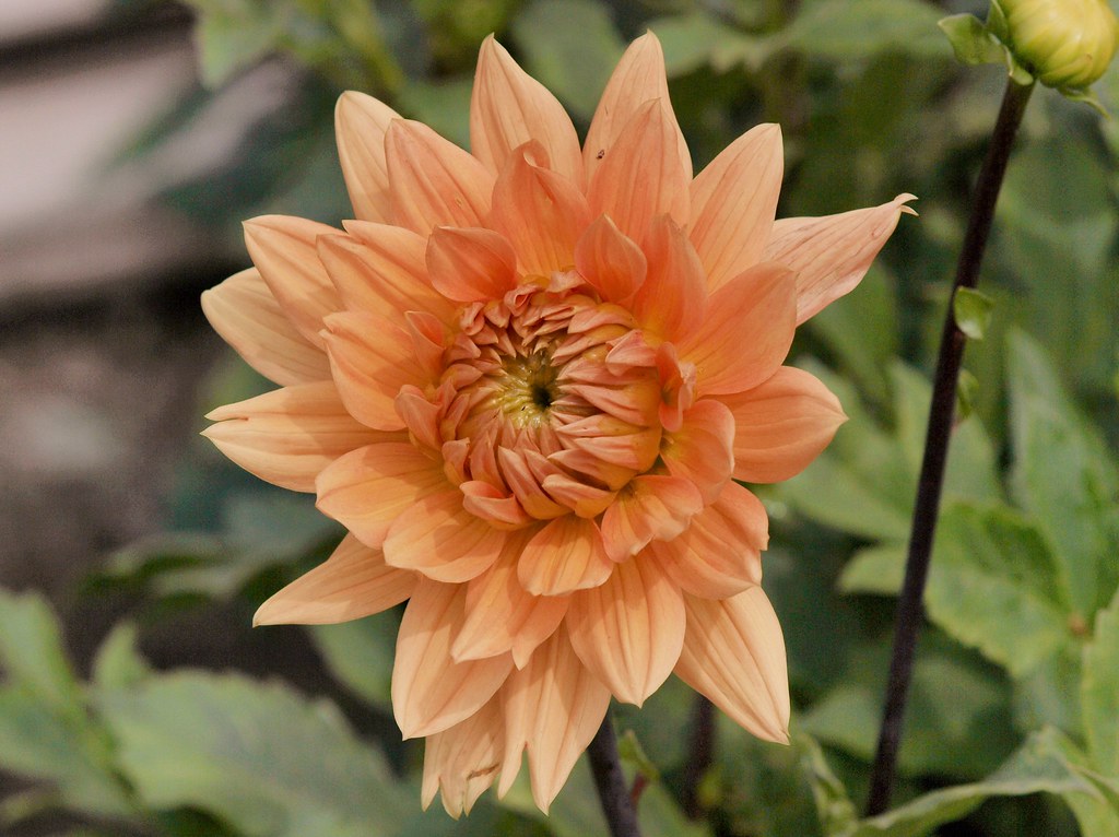 Peach Colored Flower (Dahlia) Taken at Gisland Farm Flickr