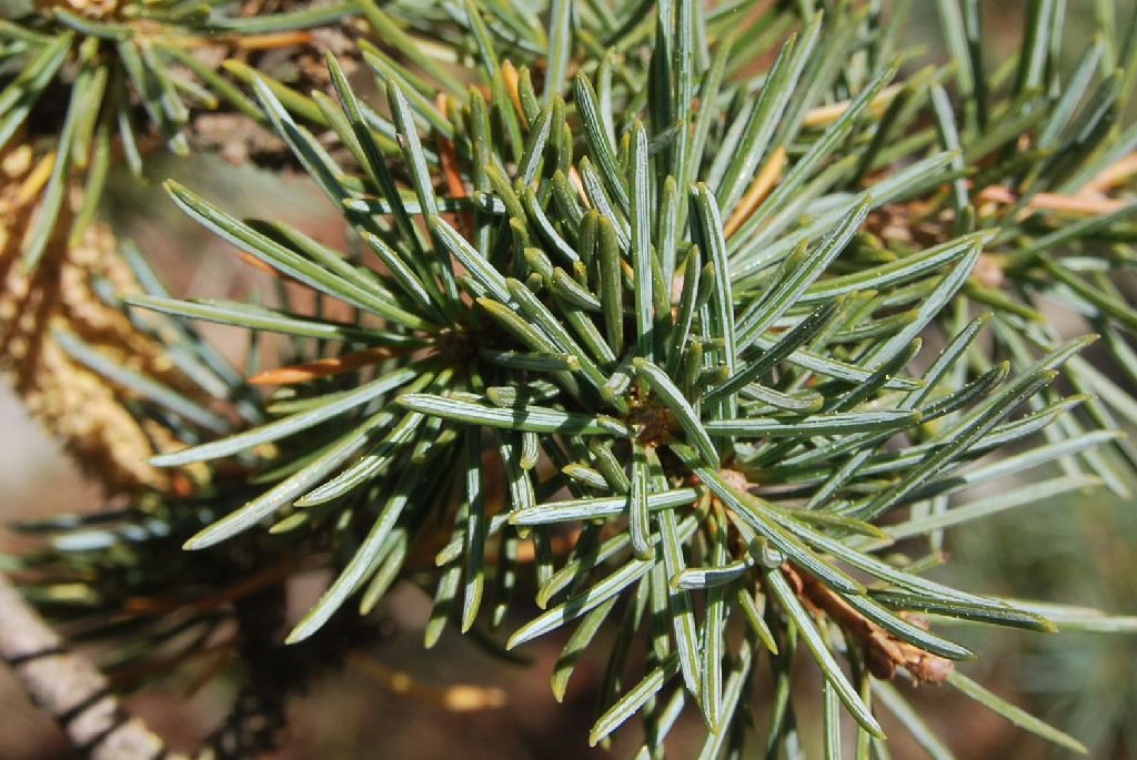 Cedar of Lebanon أرز لبنان 1 Scientific name = Cedrus