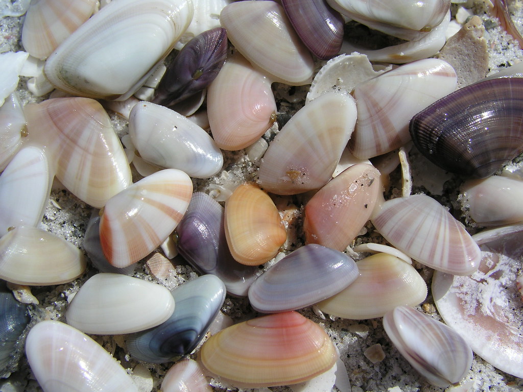 Coquina Close Up A closeup of the tiny, colorful coquina … Florida