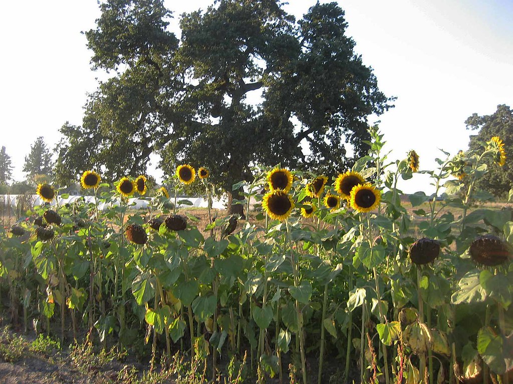 Fall Sunflowers At Laguna Farm Laguna Farm is a CSA Flickr